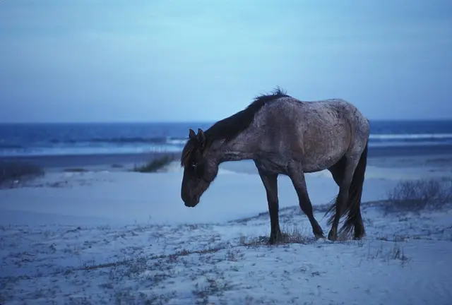 horse-673971_640